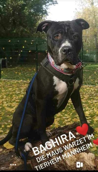 Tierschutzhunde suchen ein Zuhause-Beitrag-Bild