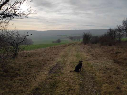 Hundetreffen-Spielen und Toben-Bild