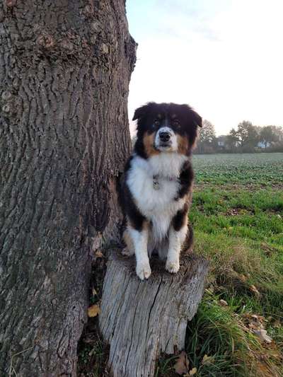 Hundetreffen-Gassi/ Spielstunde-Bild