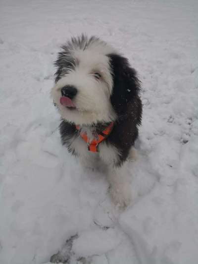 Welpen Bilder !-Beitrag-Bild