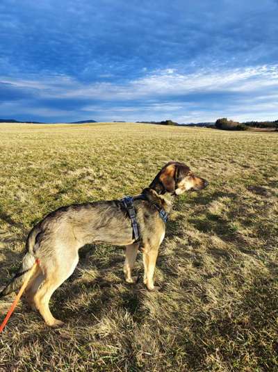 Wie heißt dein Hund?-Beitrag-Bild