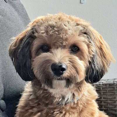 Hundetreffen-Hundetreffen im Umkreis von Oldenburg in Holstein-Bild