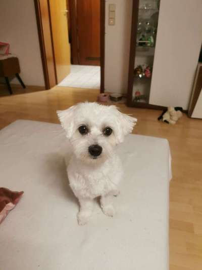 Dein Hund im Dogorama-Kalender 2021-Beitrag-Bild