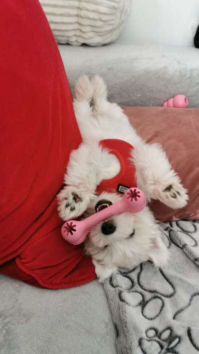 Dein Hund im Dogorama-Kalender 2021-Beitrag-Bild