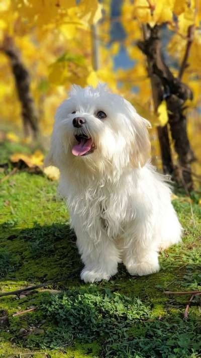 Die Dogorama Monats Challenge "Es grünt und blüht"-Beitrag-Bild