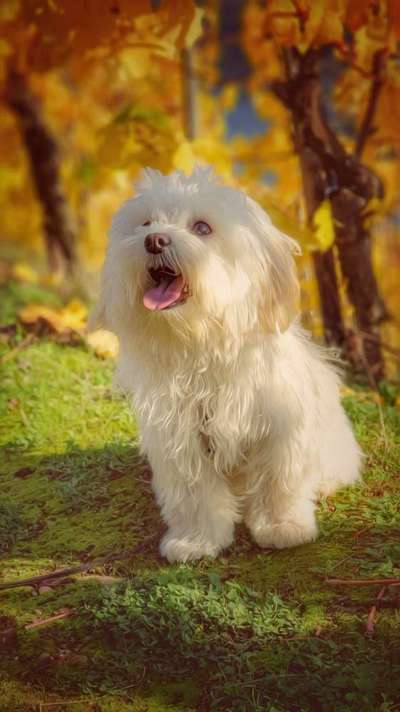 Die Dogorama Kalender Challenge Teil 1/4-Beitrag-Bild