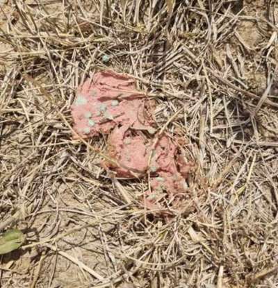 Giftköder-Giftköder in Leberwurst-Bild