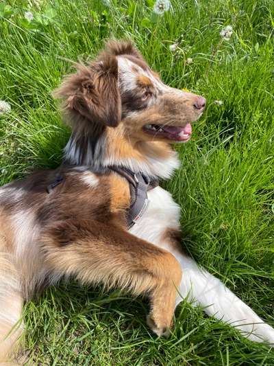 Aussies-Beitrag-Bild