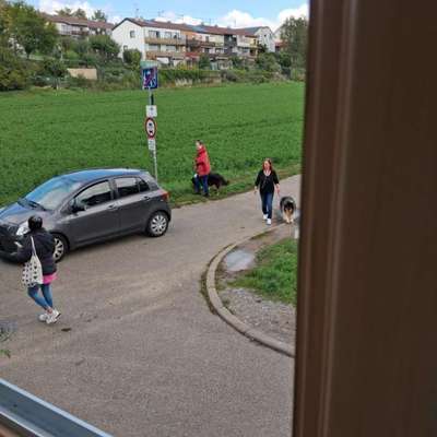 Hundetreffen-Wer hat Lust auf ein Treffen in Weil der Stadt? Mein Colliepärchen würde sich tierisch freuen-Bild