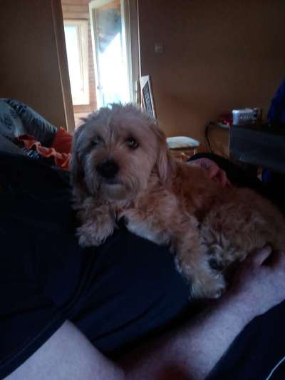 Wuschelhunde gesucht-Beitrag-Bild