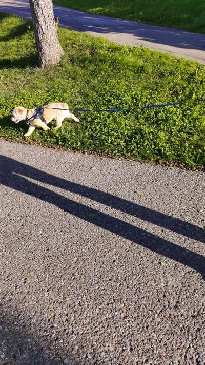 Mischlingshunde Foto Aufruf-Beitrag-Bild