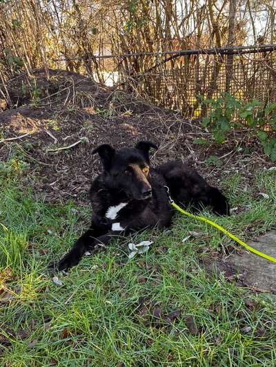 Tierschutzhunde suchen ein Zuhause-Beitrag-Bild