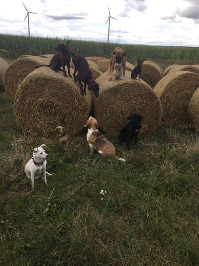 Vorsorgeultraschall bei Hündin wegen Gebärmutterentzündung-Beitrag-Bild