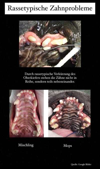 Brachycephale Hunderassen-Beitrag-Bild
