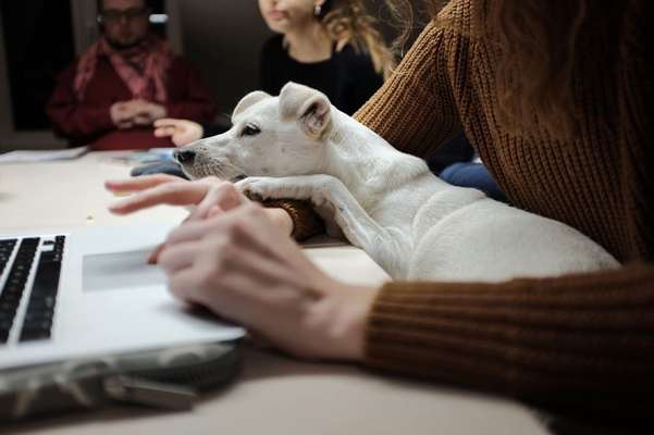 Tierschutzhund ist meine Lieblingsrasse-Beitrag-Bild
