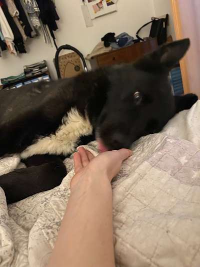 TierschutzhundeStammtisch🐕-Beitrag-Bild