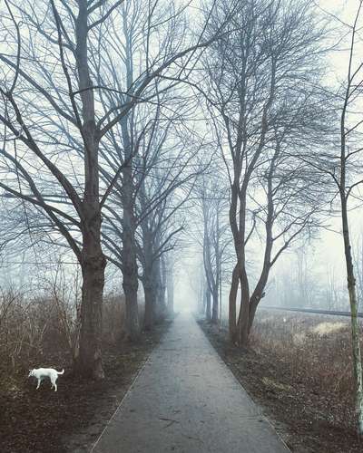 Die wunderschöne Welt mit Hund.-Beitrag-Bild