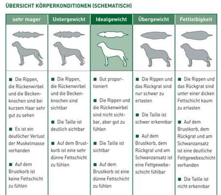Hunde zu dünn?-Beitrag-Bild