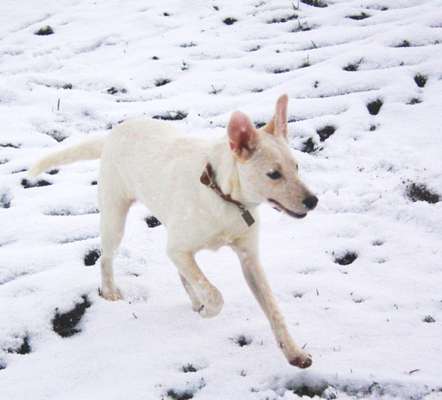 Foto Challenge Nr.: 114
Hunde im Schnee-Beitrag-Bild