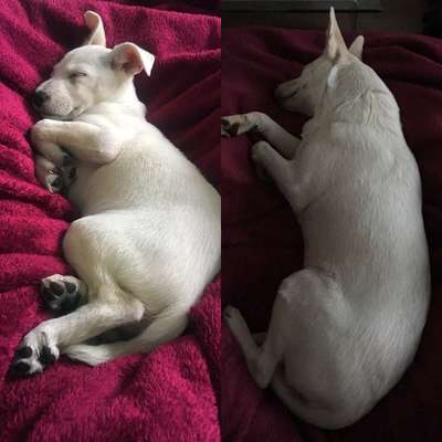 Welpenfotos-Beitrag-Bild