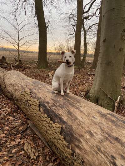 Die wunderschöne Welt mit Hund.-Beitrag-Bild