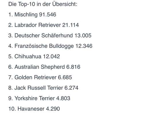 Brachycephale Hunderassen-Beitrag-Bild