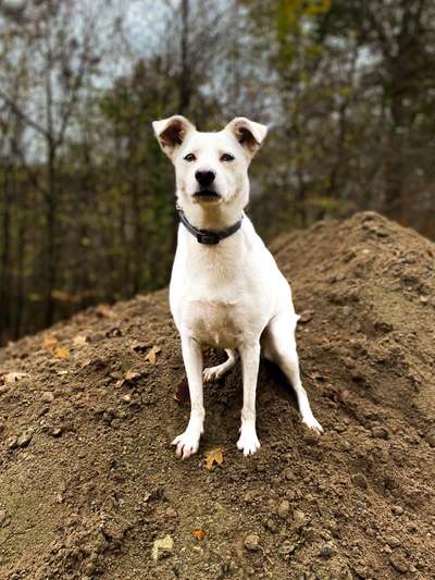 Labradorfans-Beitrag-Bild