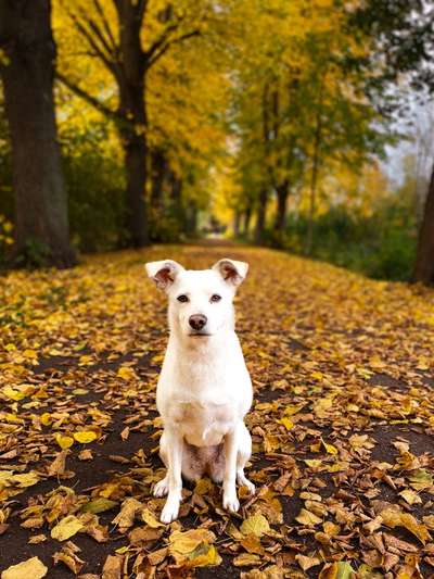 Foto's und Hundemodels-Beitrag-Bild