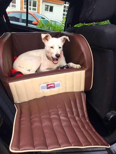 Wo fährt euer Hund im Auto mit?-Beitrag-Bild