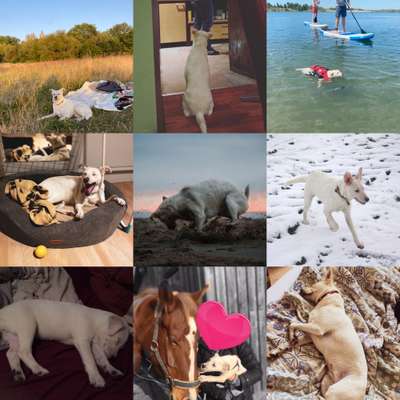 11. Collagen-Challenge
Dein*e Hund*e in verschiedenen Lebensphasen-Beitrag-Bild