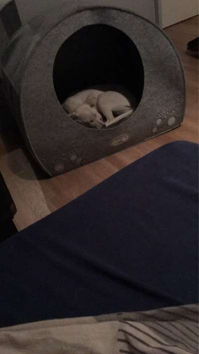 Geschlossene Hundebox immer Tierschutzwiedrig?-Beitrag-Bild