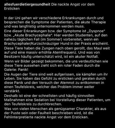 Brachycephale Hunderassen-Beitrag-Bild