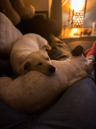 Ein Bild der großen Liebe eures Hundes-Beitrag-Bild