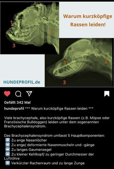 Brachycephale Hunderassen-Beitrag-Bild