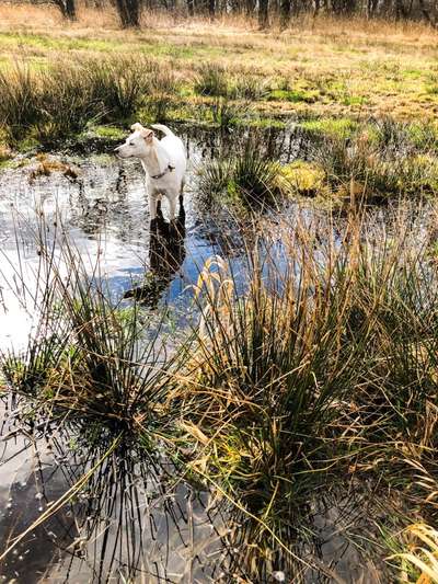 Dogorama-Monats-Challenge-Mai "Wasser"-Beitrag-Bild