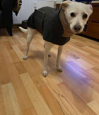 Hundekleidung - Top oder Flop-Beitrag-Bild