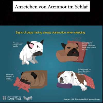 Brachycephale Hunderassen-Beitrag-Bild
