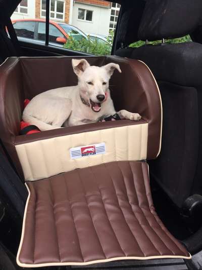 Hunde-Autositz-Beitrag-Bild