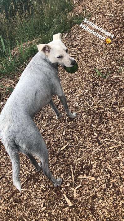 Hier ist der Spaßthread. Zum Schmunzeln und Kaputtlachen-Beitrag-Bild