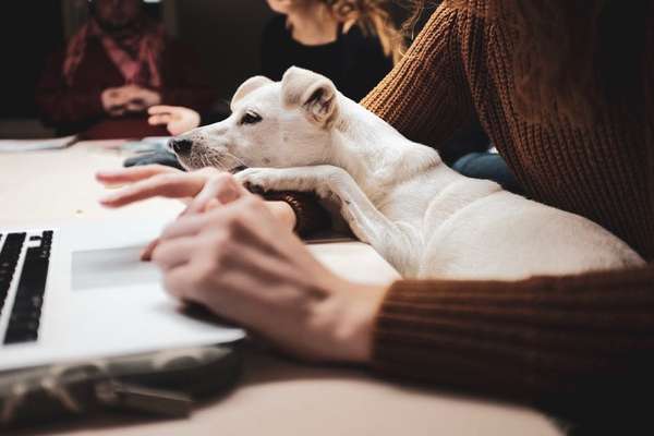 Welpe im Büro-Beitrag-Bild