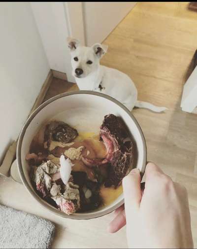 Fotochallenge 31 - Das perfekte Hundedinner-Beitrag-Bild