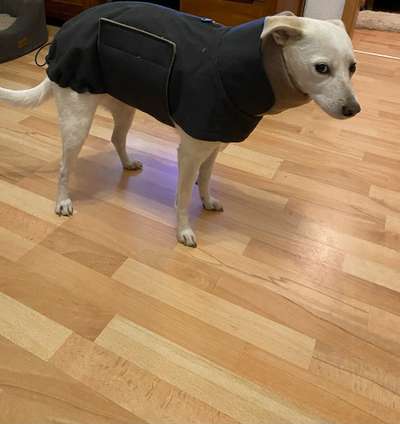 Hundekleidung - Top oder Flop-Beitrag-Bild