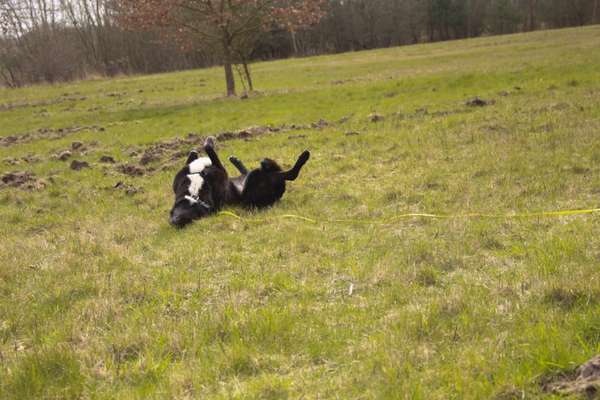 Fellwechsel und Schuppen-Beitrag-Bild