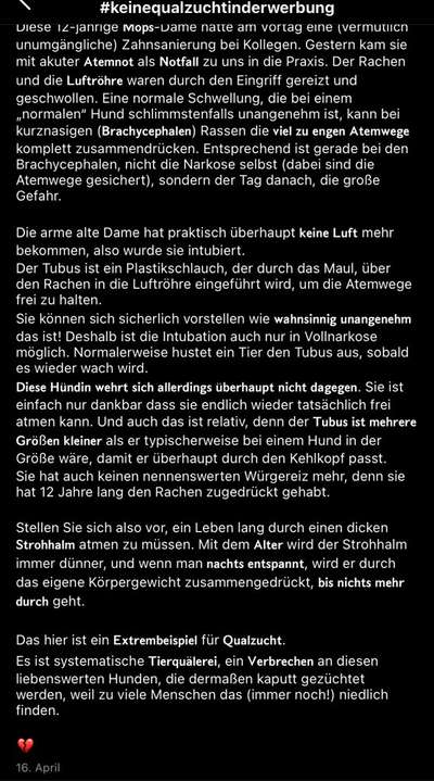 Brachycephale Hunderassen-Beitrag-Bild