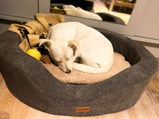 Gutes (ortho) Bett mit hohen Rand gesucht. Ideen?-Beitrag-Bild