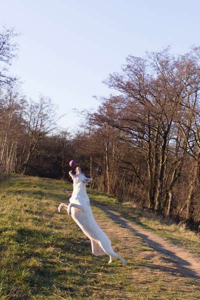 Challenge Nr. 16         Dynamik - Dein Hund in Bewegung-Beitrag-Bild