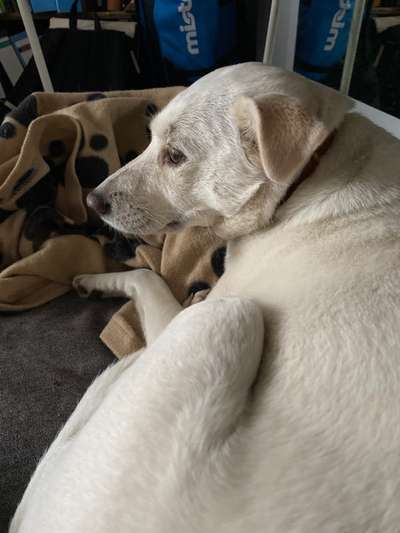 Umfrage zur relativen Schnauzenlänge-Beitrag-Bild