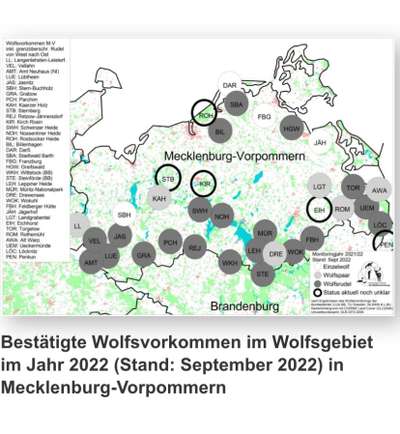 Wolfsbegegnung-Beitrag-Bild
