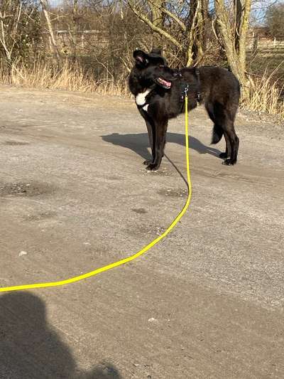 Temperaturprobleme bei großen schwarzen Hunden-Beitrag-Bild