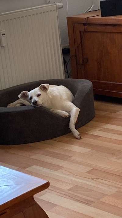 Hundebett-Beitrag-Bild